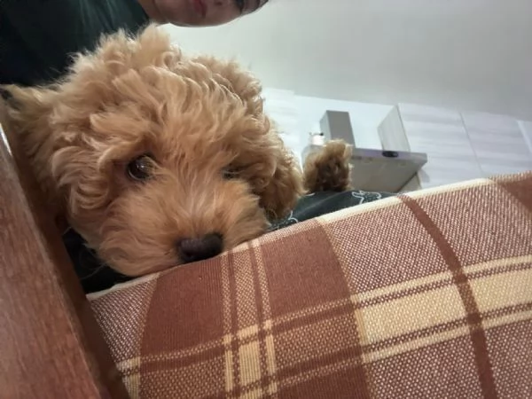 Barboncino nano femmina | Foto 1