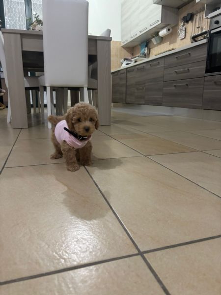 Barboncino nano femmina | Foto 0