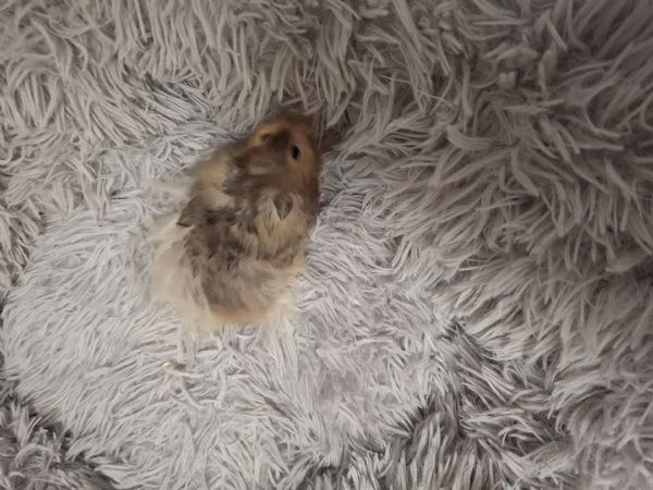Vendo i cuccioli di criceti siriani  | Foto 1