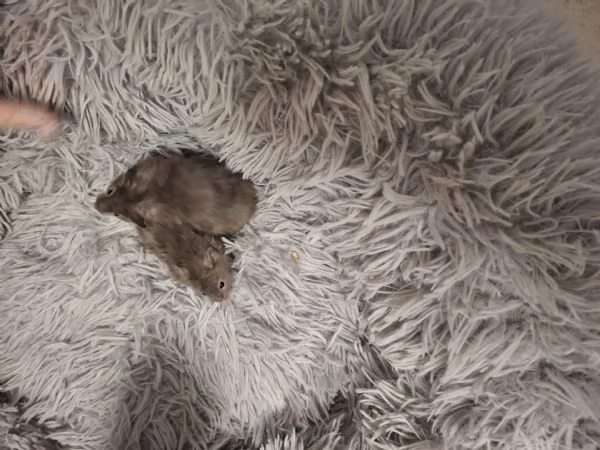 Vendo i cuccioli di criceti siriani  | Foto 0