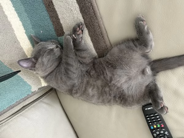 cucciolo di british shorthair