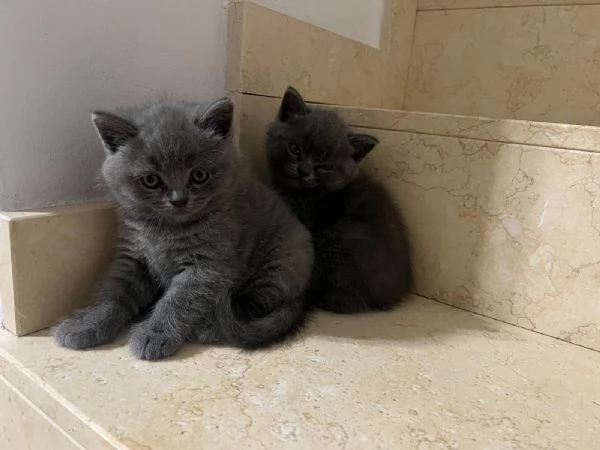 cucciolo di british shorthair | Foto 5