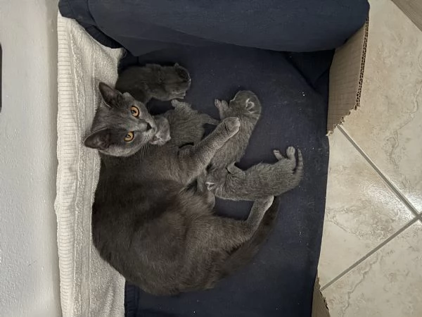 cucciolo di british shorthair | Foto 4