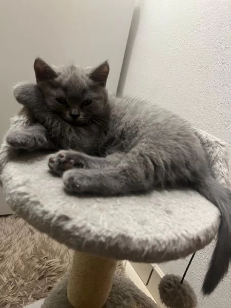 cucciolo di british shorthair | Foto 2