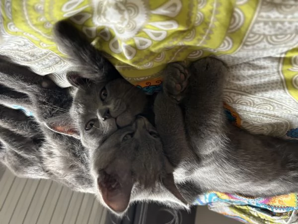 cucciolo di british shorthair | Foto 0