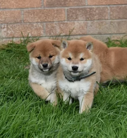 Eccezionali cuccioli shiba inu