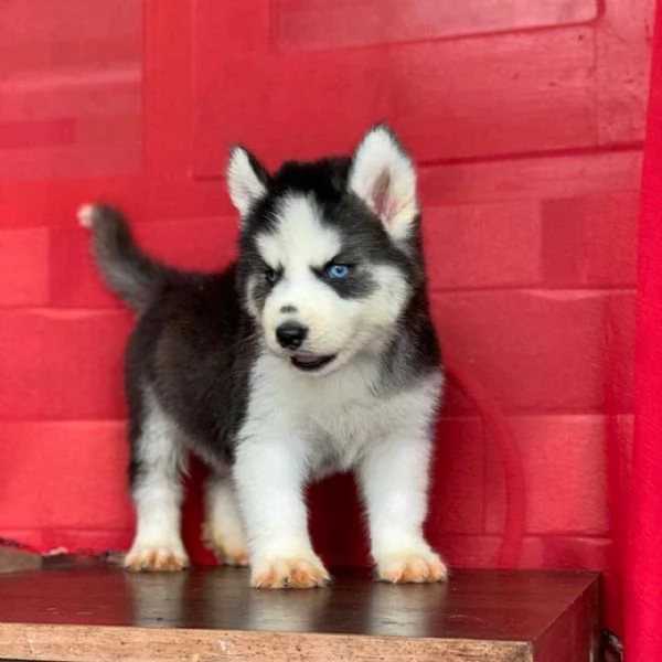 Regalo Cuccioli di Siberian Husky