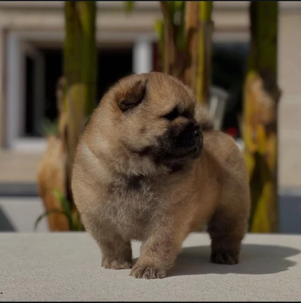  Cucciolo di Chow Chow disponibile per ladozione