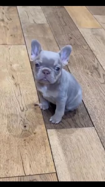 Adotta un adorabile cucciolo di bulldog francese