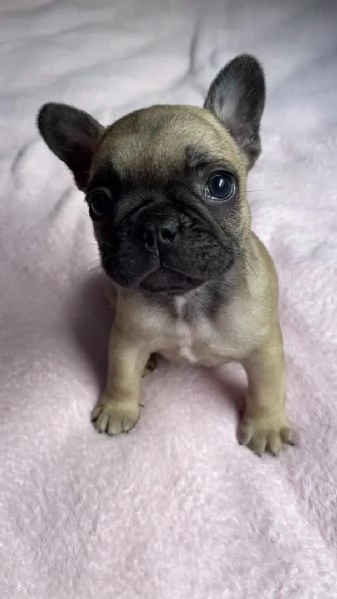 Adotta un adorabile cucciolo di bulldog francese | Foto 2