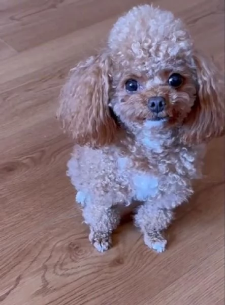 barboncino toy mochi disponibile per ladozione | Foto 1