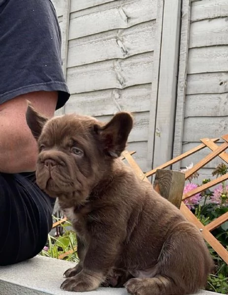 Adotta un adorabile cucciolo di bulldog francese | Foto 0