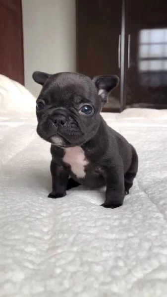 Adotta un adorabile cucciolo di bulldog francese | Foto 0