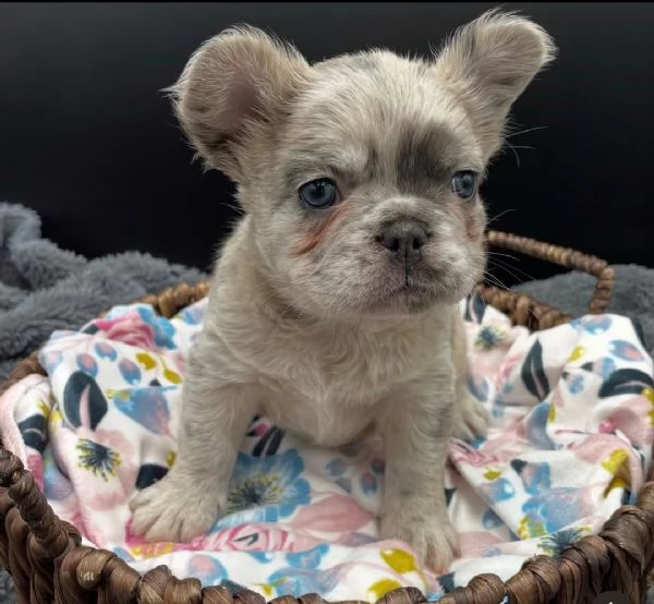 Adotta un adorabile cucciolo di bulldog francese