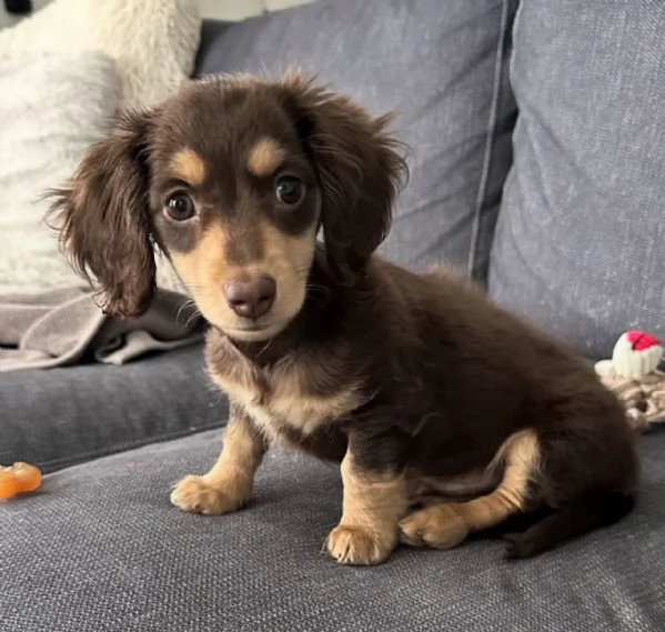 Cucciolo di bassotto disponibile per adozione