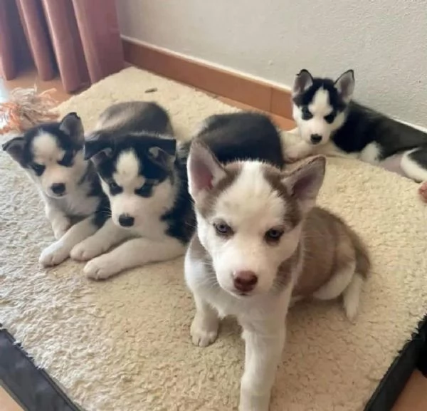 cuccioli di husky disponibili per ladozione