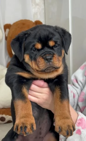 Cuccioli di Rottweiler disponibili per ladozione