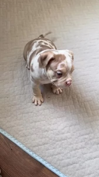 Cuccioli di pitbull disponibili per ladozione | Foto 2