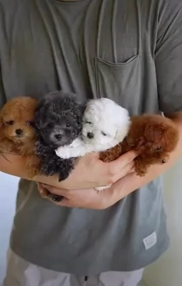  Cuccioli di barboncino toy disponibili per ladozione | Foto 0