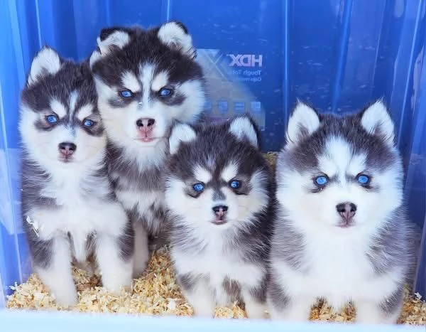  disponibile cucciolo di Pomsky per adozione