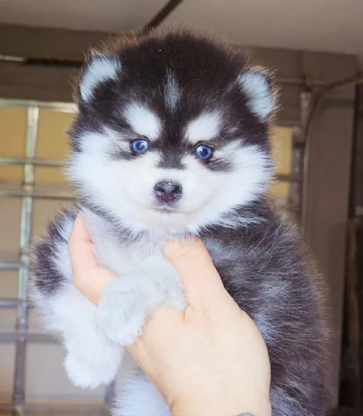  disponibile cucciolo di Pomsky per adozione | Foto 0