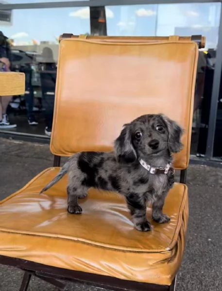 Disponibile cucciolo di bassotto per adozione | Foto 0