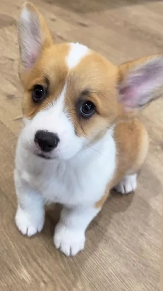  Cucciolo di Corgi disponibile per ladozione