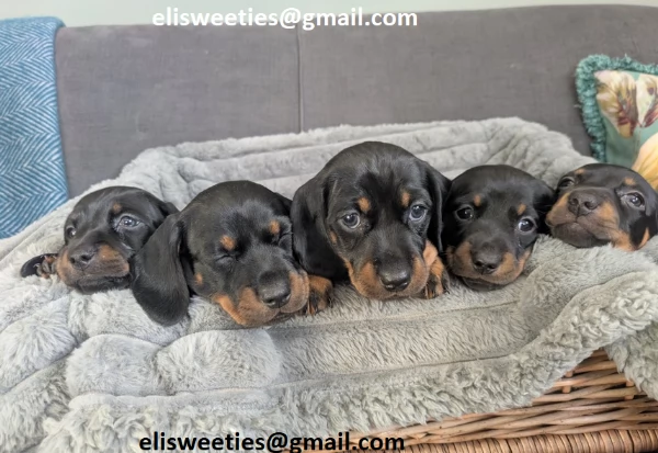 adorabili cuccioli bassotto femminucce e maschietti disponibili i cuccioli sono vaccinati sverminati