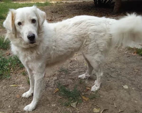 Penelope unanima in cerca di amore 