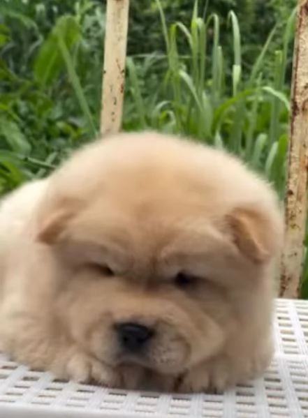 Chow Chow cuccioli maschio e femmina