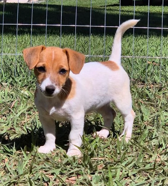Jack Russell cuccioli maschio e femmina