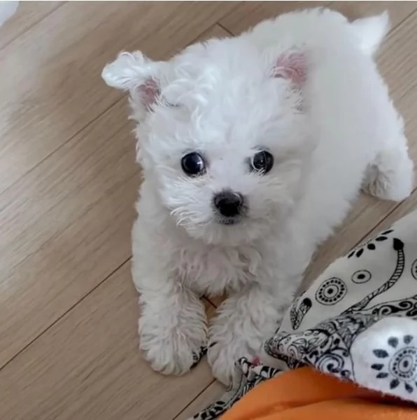 Maltese Toy cuccioli maschio e femmina