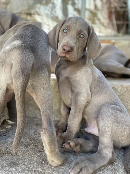 Cuccioli di Weimarainer 