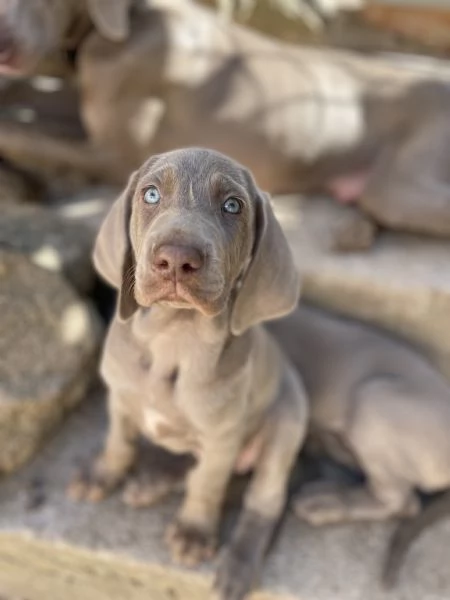 Cuccioli di Weimarainer  | Foto 1