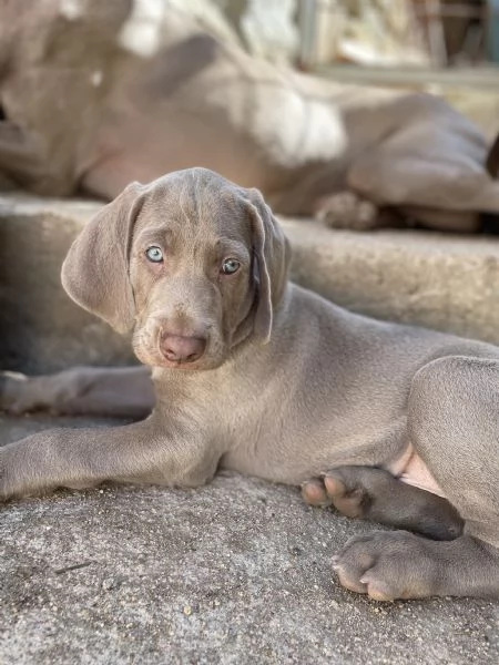 Cuccioli di Weimarainer  | Foto 0