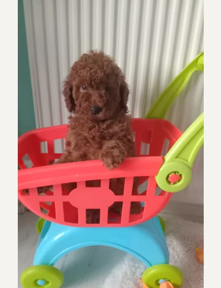 Barboncini nani rosso scuro registrati | Foto 0