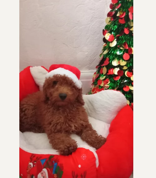 Barboncini nani rosso scuro registrati