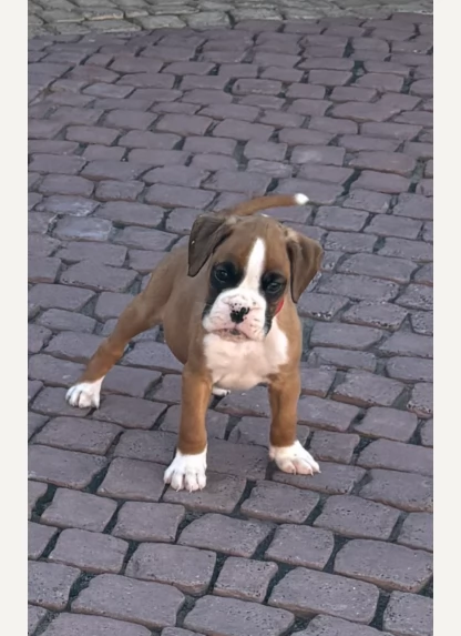 Cuccioli di Boxer di razza pura adorabili