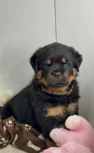 Cuccioli di Rottweiler disponibili per ladozione