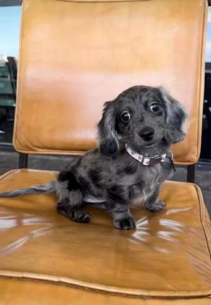  Disponibile cucciolo di bassotto per adozione | Foto 0