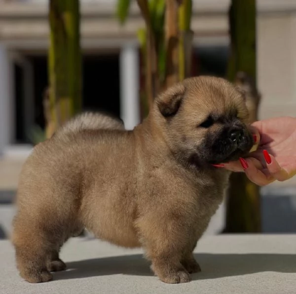 Cucciolo di Chow Chow disponibile per ladozione