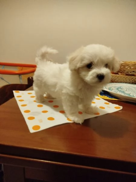 Cuccioli di Maltipoo