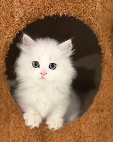 Gattini di Munchkin pronti