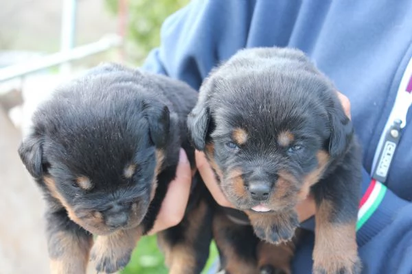 Meravigliosi Cuccioli Disponibili in allevamento | Foto 0