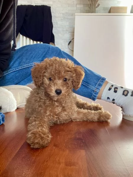 Barboncino Toy | Foto 1