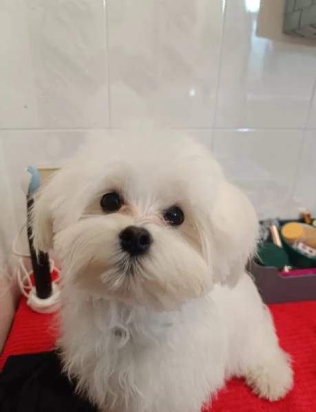 Maltese toy