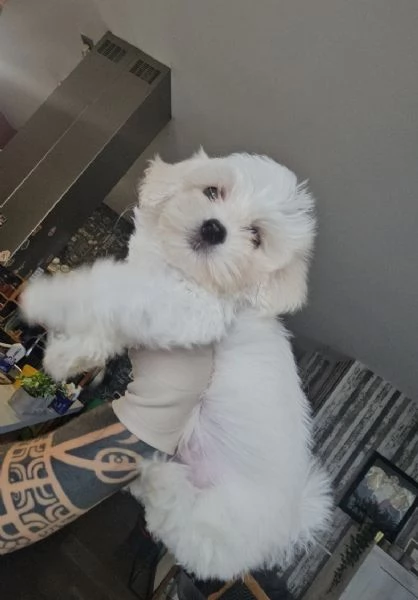 Maltese toy | Foto 0