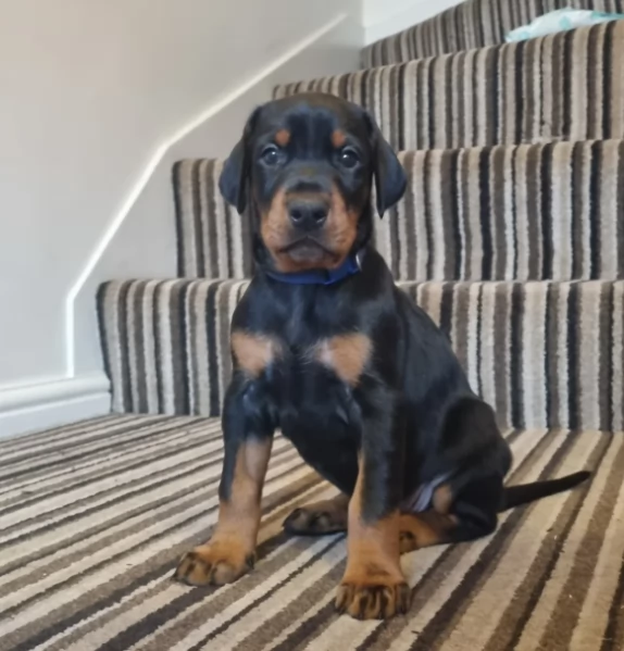 Disponibili Dobermann maschi e femmine