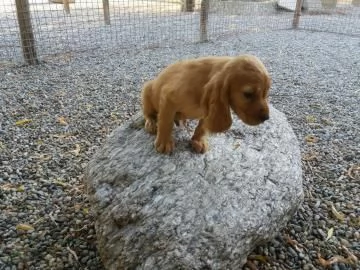 CUCCIOLI COCKER SPANIEL FULVI | Foto 0