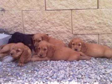 CUCCIOLI COCKER SPANIEL FULVI
